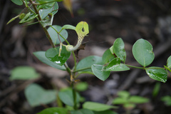 Ceropegia hirsuta